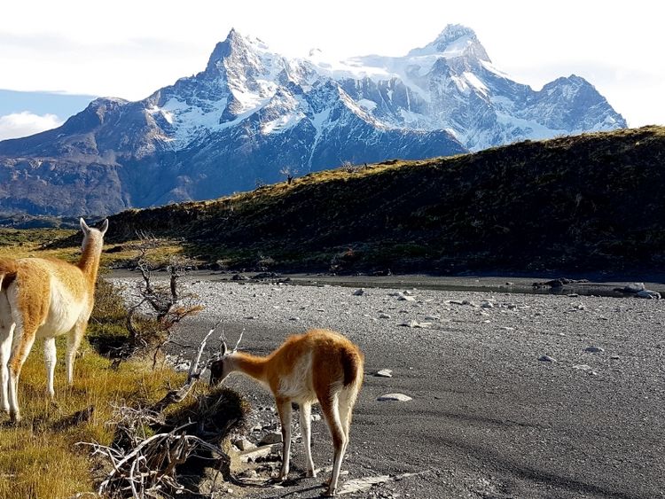 Produktbild: CALVENDO Puzzle Guanakos vor den Torres del Paine, Torres del Paine Nationalpark, Chile | 1000 Teile Lege-Gr&ouml;&szlig;e 64x48cm Foto-Puzzle f&uuml;r gl&uuml;ckliche Stunden