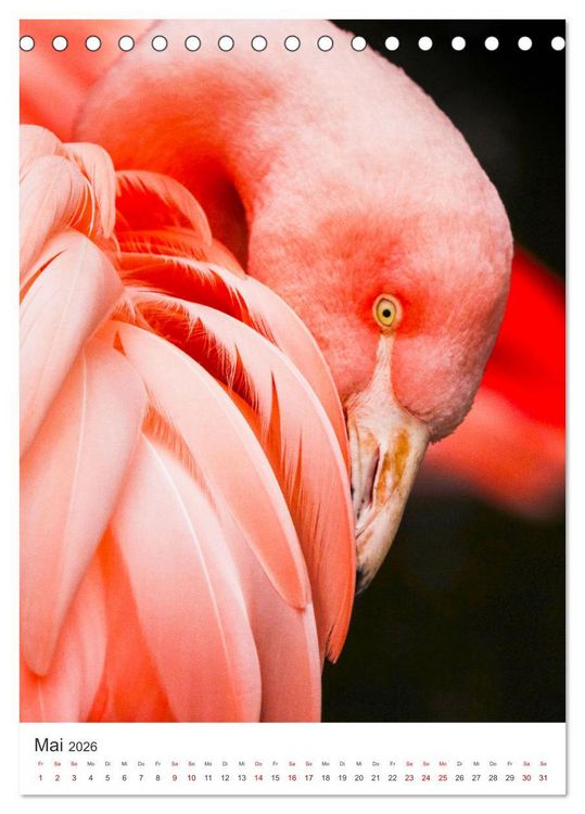 Produktbild: Flamingos in rosa Federpracht. (Tischkalender 2026 DIN A5 hoch), CALVENDO Monatskalender