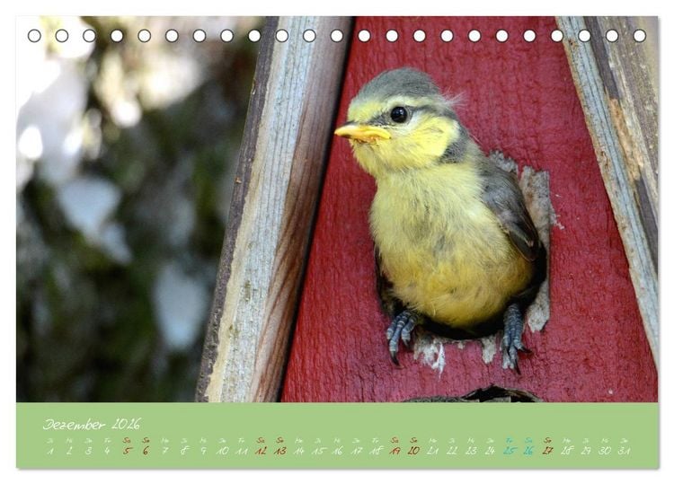 Produktbild: Die Blaumeise, Gast in unserem Garten (Tischkalender 2026 DIN A5 quer), CALVENDO Monatskalender