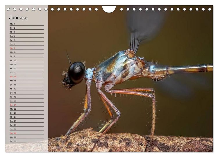 Produktbild: Die geheimnisvolle Welt der Insekten (Wandkalender 2026 DIN A4 quer), CALVENDO Monatskalender