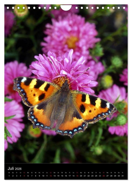 Produktbild: Schmetterlilnge und Blumen (Wandkalender 2026 DIN A4 hoch), CALVENDO Monatskalender