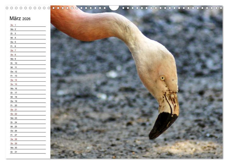 Produktbild: Elegante Flamingo (Wandkalender 2026 DIN A3 quer), CALVENDO Monatskalender
