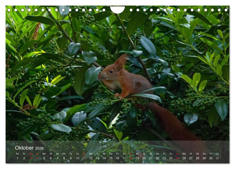 Produktbild: Spa&szlig; mit Eichh&ouml;rnchen-Kindern (Wandkalender 2026 DIN A4 quer), CALVENDO Monatskalender