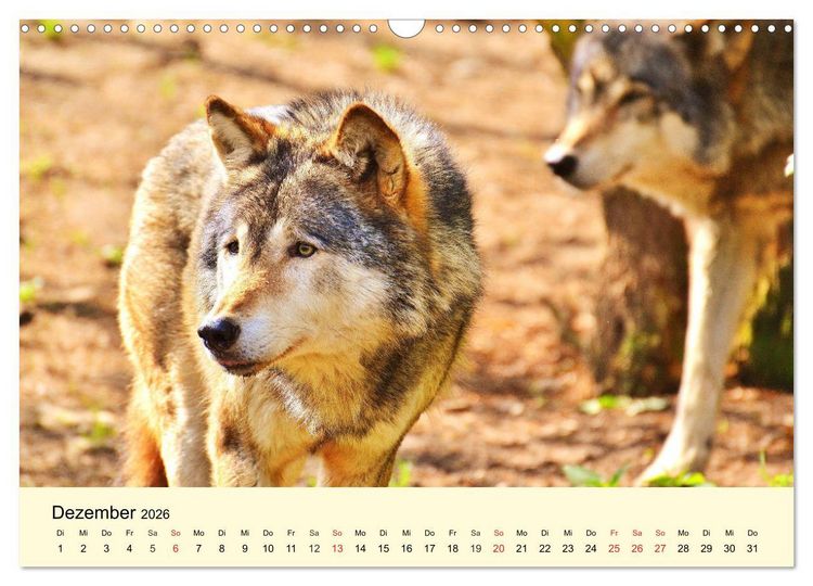 Produktbild: Scheue Wildtiere in heimischen W&auml;ldern und Bergen (Wandkalender 2026 DIN A3 quer), CALVENDO Monatskalender