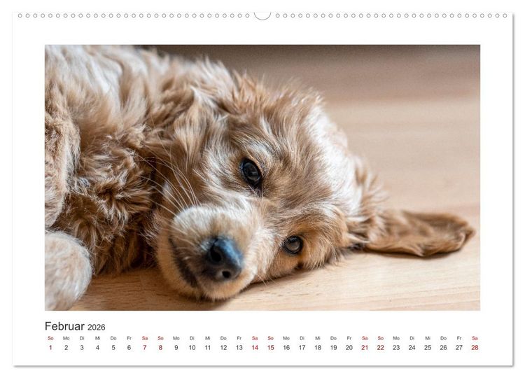 Produktbild: Mini Goldendoodle - Gl&uuml;ck ist ein Hund (hochwertiger Premium Wandkalender 2026 DIN A2 quer), Kunstdruck in Hochglanz