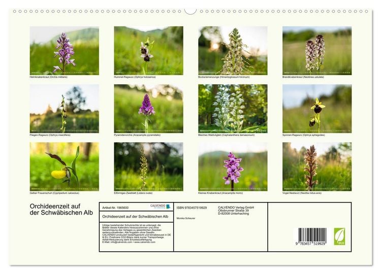 Produktbild: Orchideenzeit auf der Schw&auml;bischen Alb (hochwertiger Premium Wandkalender 2026 DIN A2 quer), Kunstdruck in Hochglanz