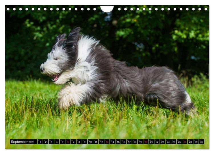 Produktbild: Liebenswerter Clown Bearded Collie (Wandkalender 2026 DIN A4 quer), CALVENDO Monatskalender