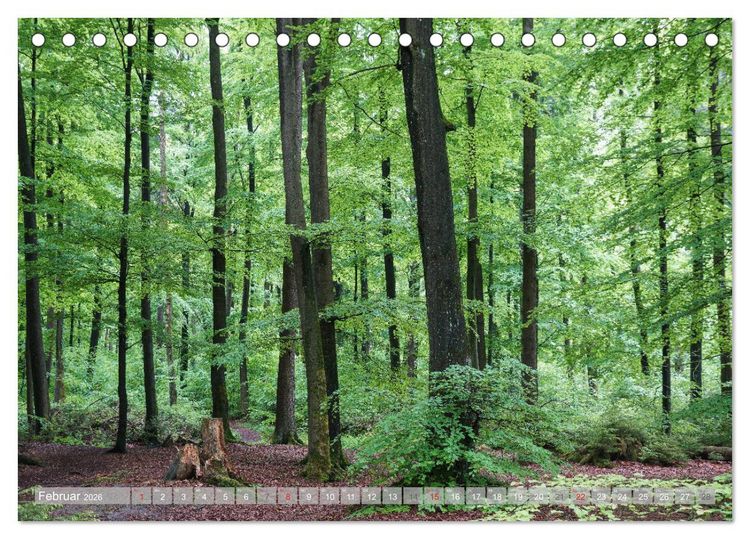 Produktbild: Teutoburger Wald - Natur und Kultur (Tischkalender 2026 DIN A5 quer), CALVENDO Monatskalender