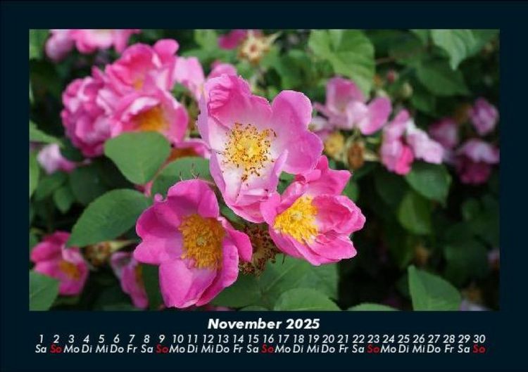 Produktbild: Rosentraum 2025 Fotokalender DIN A5