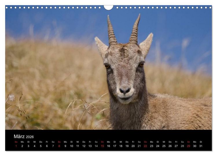 Produktbild: Steinwild in den Schweizer Voralpen (Wandkalender 2026 DIN A3 quer), CALVENDO Monatskalender