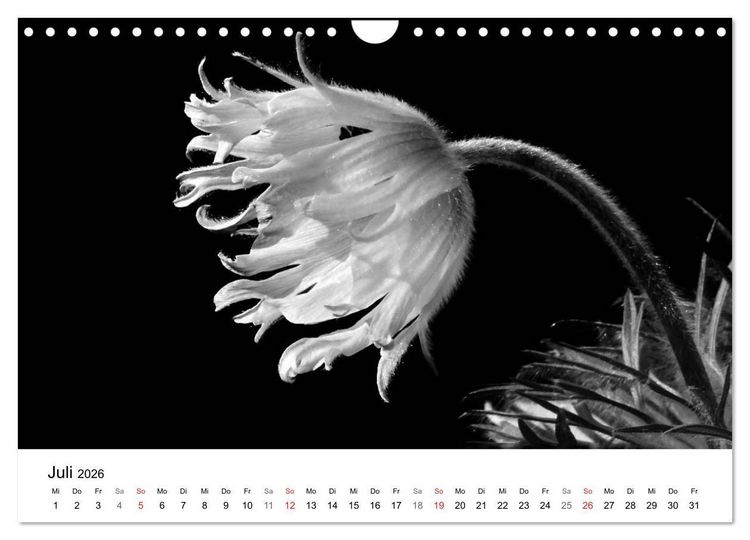 Produktbild: Blumen 2026, Schwarz-Wei&szlig; (Wandkalender 2026 DIN A4 quer), CALVENDO Monatskalender
