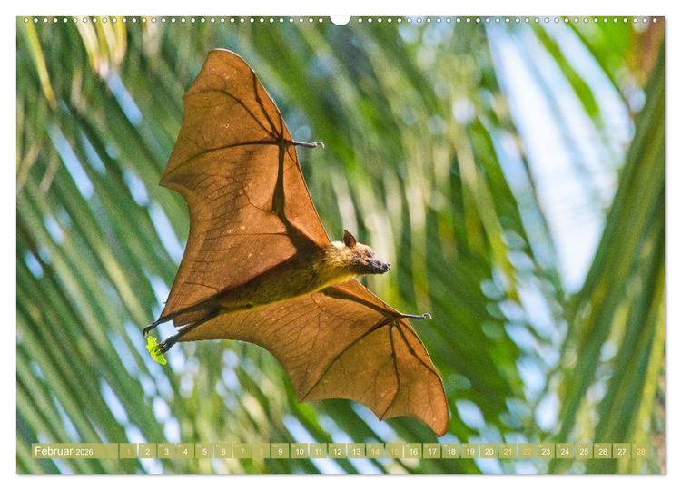 Produktbild: Flughunde: Vegetarische Drachenflieger (hochwertiger Premium Wandkalender 2026 DIN A2 quer), Kunstdruck in Hochglanz