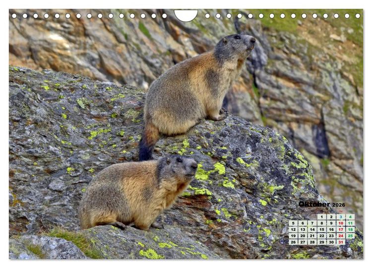 Produktbild: Big Five der Alpen G&auml;mse, Steinbock, Murmeltier, Steinadler, Bartgeier (Wandkalender 2026 DIN A4 quer), CALVENDO Monatskalender