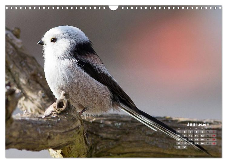 Produktbild: NATUR PUR - Singv&ouml;gel ganz nah (Wandkalender 2026 DIN A3 quer), CALVENDO Monatskalender