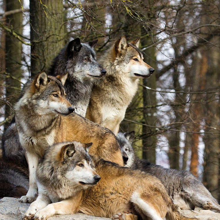 Produktbild: Wolves 2024