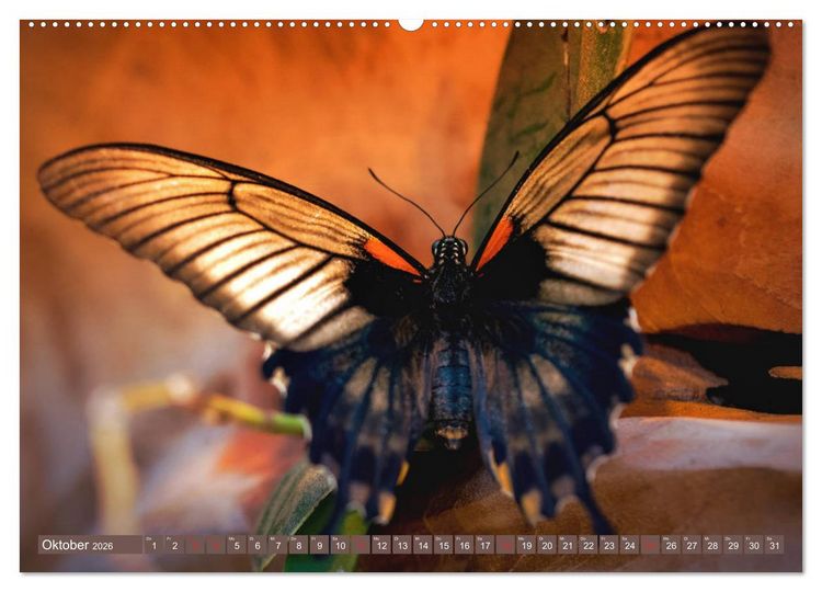 Produktbild: Schmetterlinge im Fokus (hochwertiger Premium Wandkalender 2026 DIN A2 quer), Kunstdruck in Hochglanz