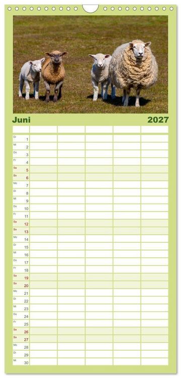Produktbild: Familienplaner 2027 - Deichschafe - H&uuml;ter der Deiche in Nordfriesland mit 5 Spalten (Wandkalender, 21 x 45 cm) CALVENDO