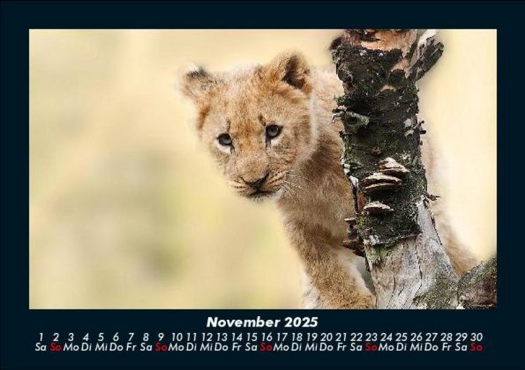 Produktbild: Tierkalender 2025 Fotokalender DIN A5