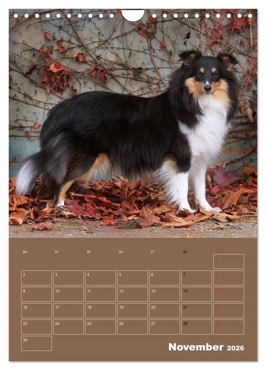 Produktbild: SHELTIES Herzensbrecher auf 4 Pfoten (Wandkalender 2026 DIN A4 hoch), CALVENDO Monatskalender