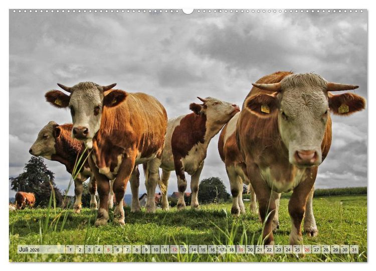 Produktbild: Gl&uuml;ckliche K&uuml;he auf saftigen Wiesen (Wandkalender 2026 DIN A2 quer), CALVENDO Monatskalender