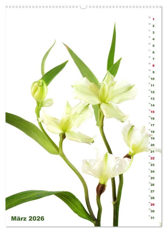 Produktbild: Lilien-Eleganz (hochwertiger Premium Wandkalender 2026 DIN A2 hoch), Kunstdruck in Hochglanz