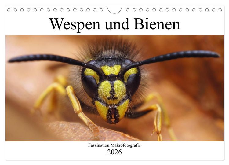 Produktbild: Faszination Makrofotografie: Wespen und Bienen (Wandkalender 2026 DIN A4 quer), CALVENDO Monatskalender