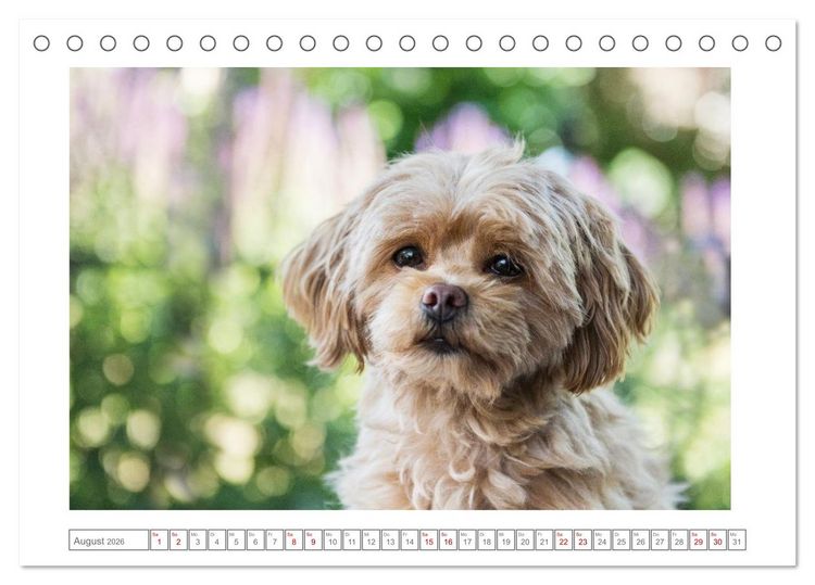 Produktbild: Maltipoo - Malteser -Pudel (Tischkalender 2026 DIN A5 quer), CALVENDO Monatskalender