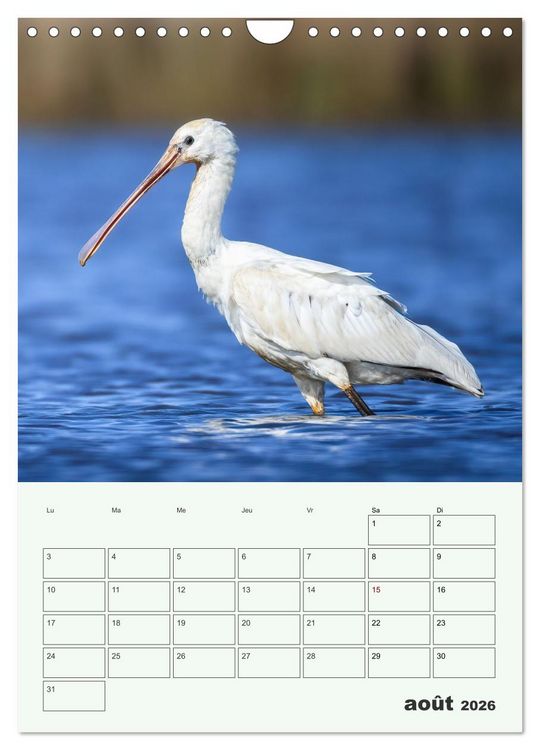 Produktbild: Voyage ornithologique (Calendrier mural 2026 DIN A4 horizontal), CALVENDO calendrier mensuel
