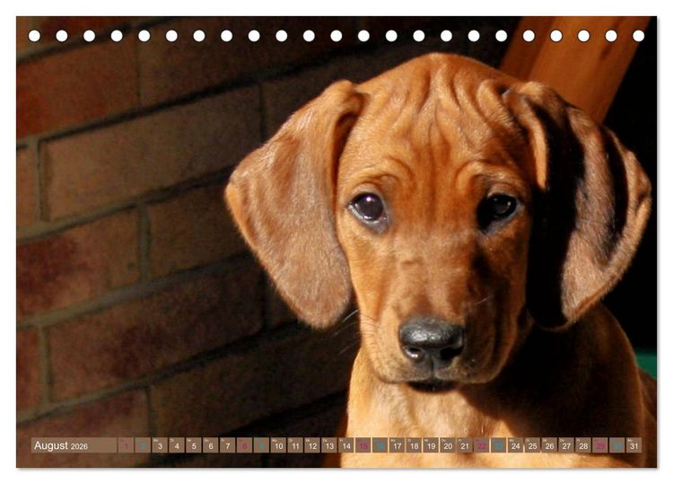 Produktbild: Rhodesian Ridgeback - eine Liebe f&uuml;rs Leben (Tischkalender 2026 DIN A5 quer), CALVENDO Monatskalender