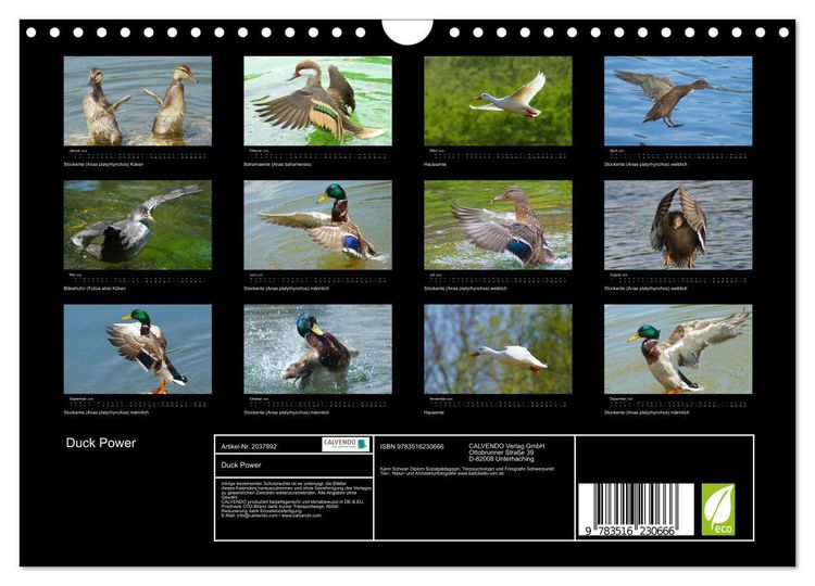 Produktbild: Duck Power (Wandkalender 2026 DIN A4 quer), CALVENDO Monatskalender