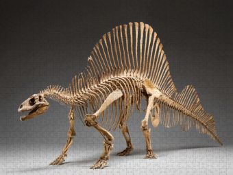 Produktbild: CALVENDO Puzzle Dinosaurier Spinosaurus-Skelett mit langem Kiefer und R&uuml;ckensegel | 1000 Teile Lege-Gr&ouml;&szlig;e 64x48cm Foto-Puzzle f&uuml;r gl&uuml;ckliche Stunden