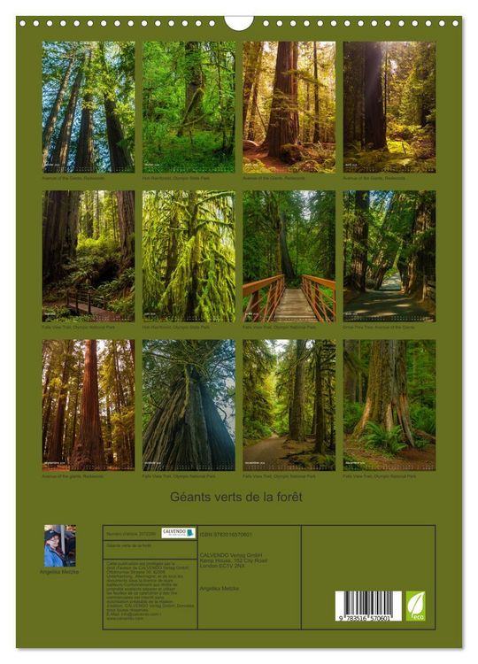 Produktbild: G&eacute;ants verts de la for&ecirc;t (Calendrier mural 2026 DIN A3 horizontal), CALVENDO calendrier mensuel