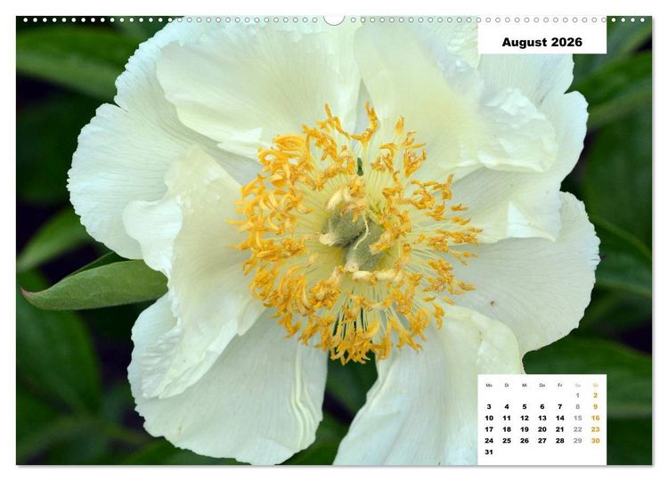 Produktbild: Zauber der P&auml;onien-Bl&uuml;te (hochwertiger Premium Wandkalender 2026 DIN A2 quer), Kunstdruck in Hochglanz