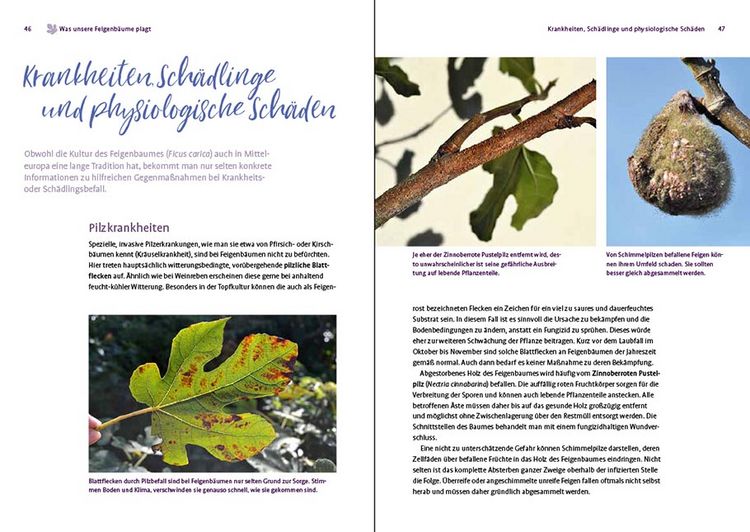 Produktbild: Feigen aus dem eigenen Garten