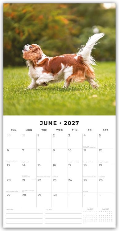 Produktbild: Cavalier King Charles Spaniels &ndash; Cavalier King Charles Spaniel 2027 &ndash; 16-Monatskalender