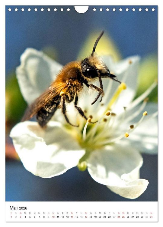 Produktbild: BIENEN - Kleine N&uuml;tzlinge ganz nah (Wandkalender 2026 DIN A4 hoch), CALVENDO Monatskalender