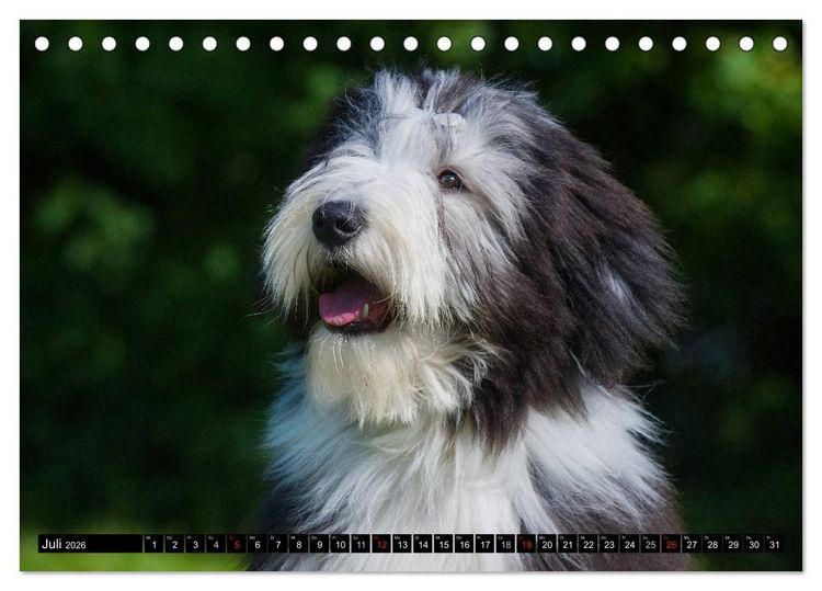 Produktbild: Liebenswerter Clown Bearded Collie (Tischkalender 2026 DIN A5 quer), CALVENDO Monatskalender