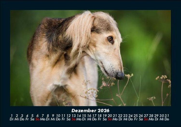 Produktbild: Hunde 2026 Fotokalender DIN A5