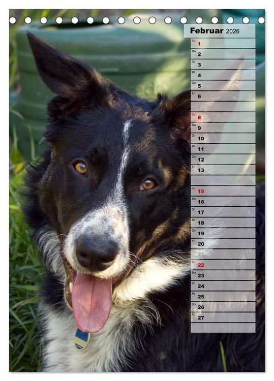 Produktbild: Mein Border Collie (Tischkalender 2026 DIN A5 hoch), CALVENDO Monatskalender