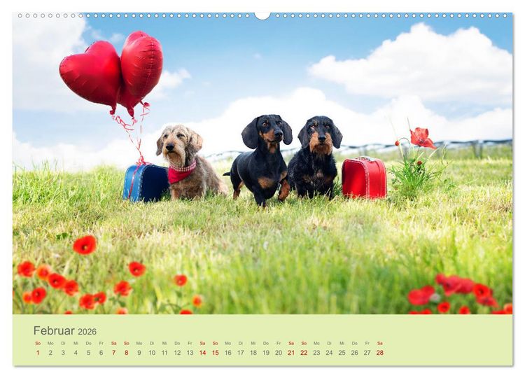 Produktbild: Dackel unterwegs (Wandkalender 2026 DIN A2 quer), CALVENDO Monatskalender