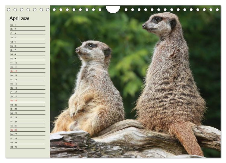 Produktbild: Erdm&auml;nnchen (Wandkalender 2026 DIN A4 quer), CALVENDO Monatskalender