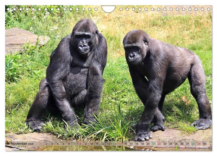 Produktbild: Flachlandgorillas in Apenheul (Wandkalender 2026 DIN A4 quer), CALVENDO Monatskalender