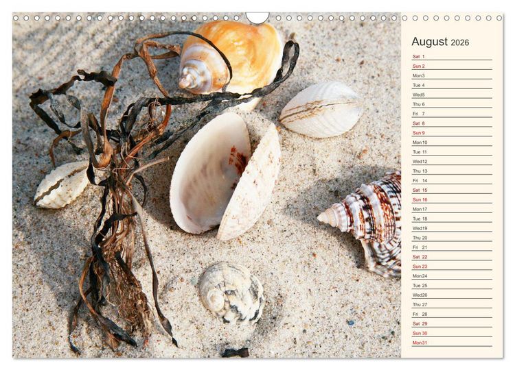 Produktbild: Shells, Stones and Sand (Wall Calendar 2026 DIN A3 landscape), CALVENDO 12 Month Wall Calendar