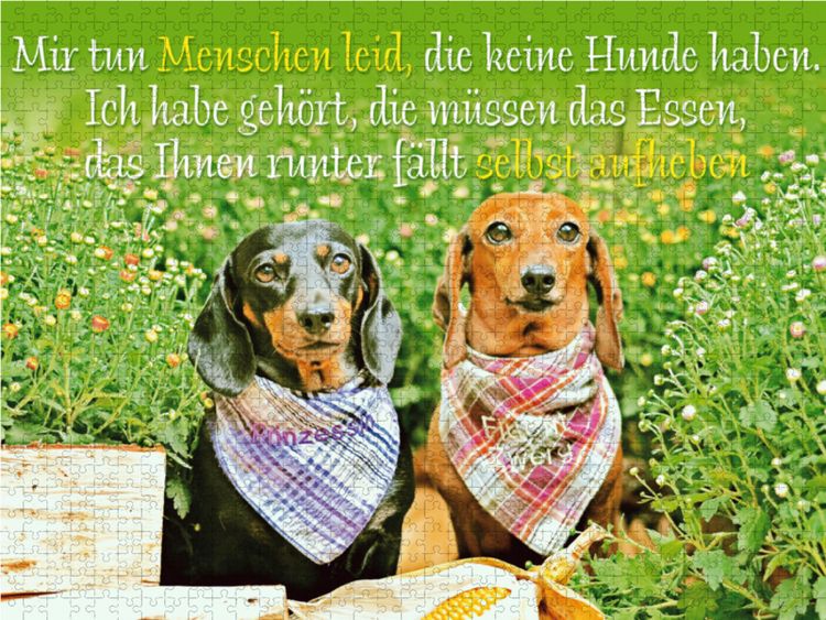 Produktbild: CALVENDO Puzzle Zwei Kurzhaar-Dackel mit karierten Halst&uuml;chern sitzen nebeneinander im Garten | 1000 Teile Lege-Gr&ouml;&szlig;e 64x48cm Foto-Puzzle f&uuml;r gl&uuml;cklic