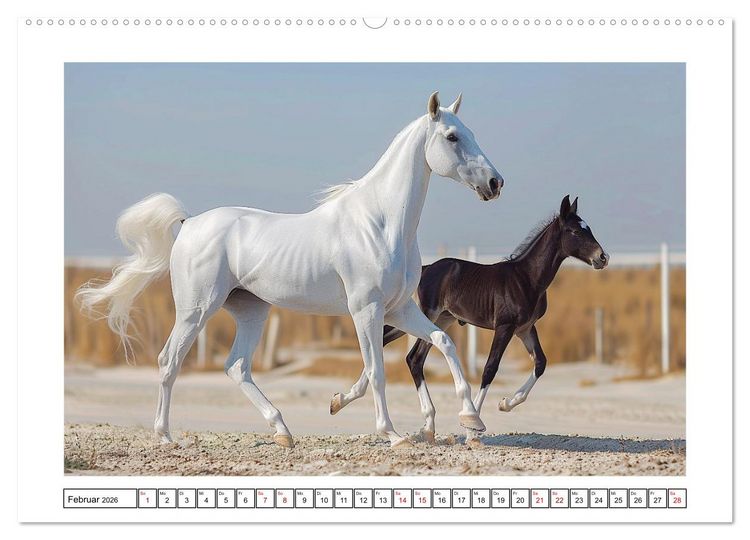Produktbild: Bezaubernde Eleganz wei&szlig;er Pferde (hochwertiger Premium Wandkalender 2026 DIN A2 quer), Kunstdruck in Hochglanz