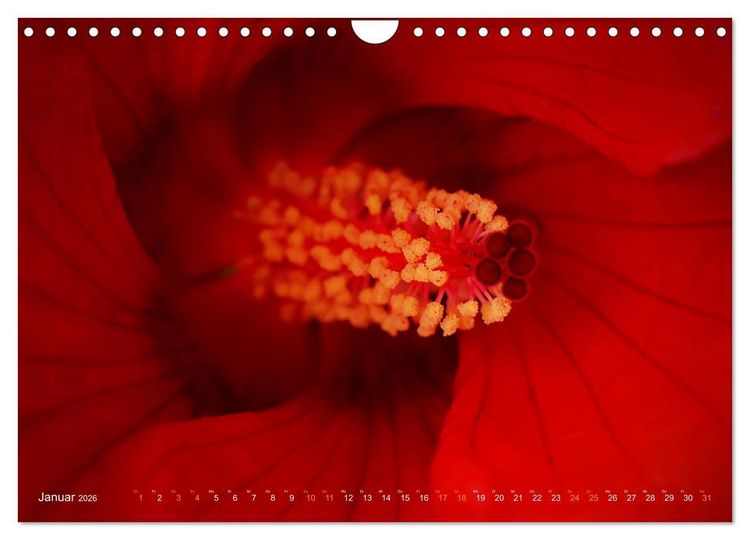 Produktbild: DEEP INSIDE - Bl&uuml;tenmakros (Wandkalender 2026 DIN A4 quer), CALVENDO Monatskalender
