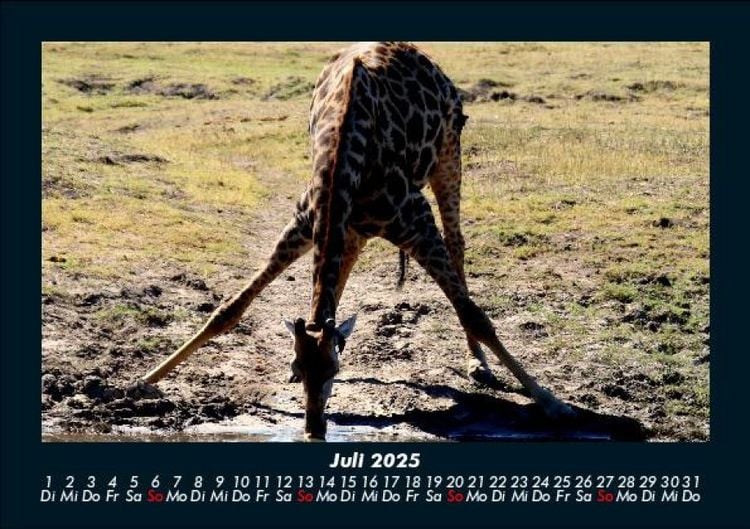Produktbild: Giraffen 2025 Fotokalender DIN A5
