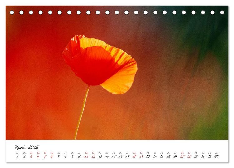 Produktbild: Mohnwiesen (Tischkalender 2026 DIN A5 quer), CALVENDO Monatskalender