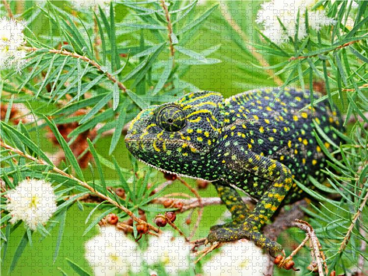 Produktbild: CALVENDO Puzzle Europ&auml;isches Cham&auml;leon sitzt getarnt in einem Busch. | 1000 Teile Lege-Gr&ouml;&szlig;e 64x48cm Foto-Puzzle f&uuml;r gl&uuml;ckliche Stunden