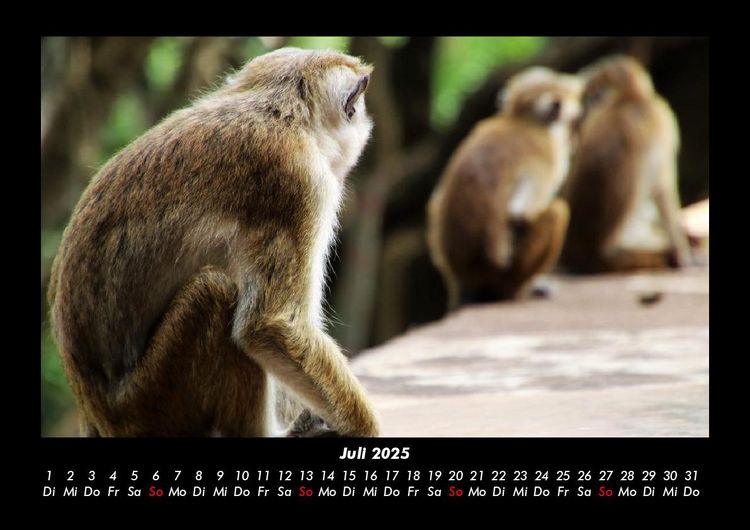 Produktbild: Welt der Tiere 2025 Fotokalender DIN A3